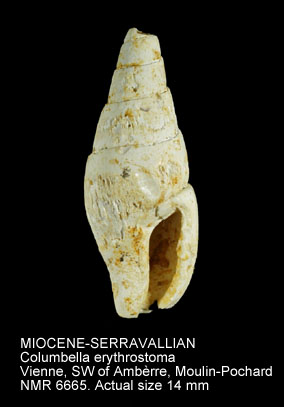 MIOCENE-SERRAVALLIAN Columbella erythrostoma.jpg - MIOCENE-SERRAVALLIAN Columbella erythrostoma Bellardi,1848